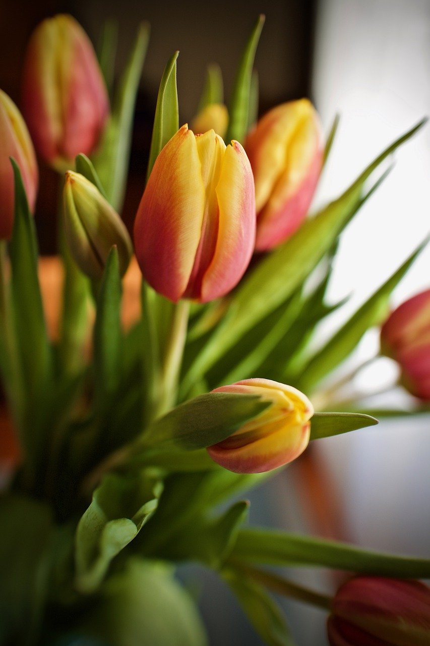 tulpen expats flowers fiancial coaching annemieke van leest